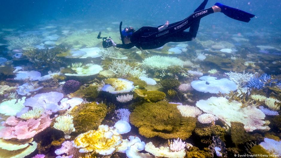 Australia's Great Barrier Reef Escapes 'Endangered' Status Again